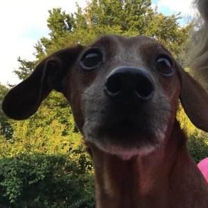 Meet your Posher, Heidi